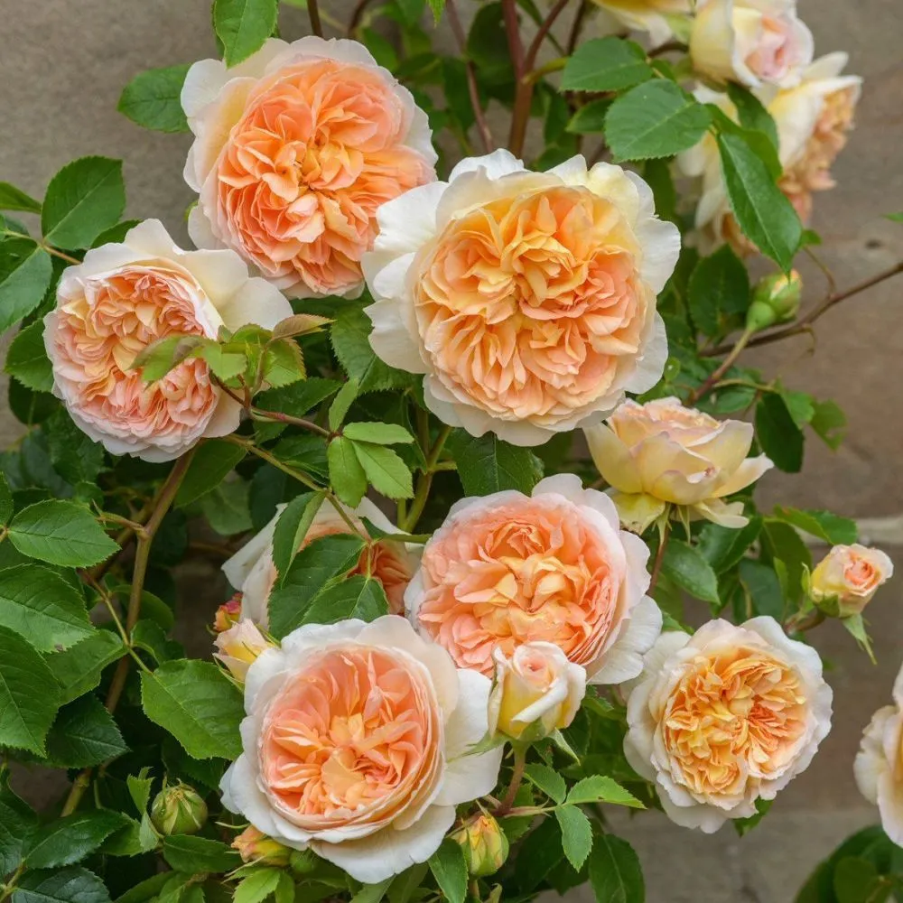 David Austin 'Bathsheba' English Climbing Rose Plant 6Ltr Pot