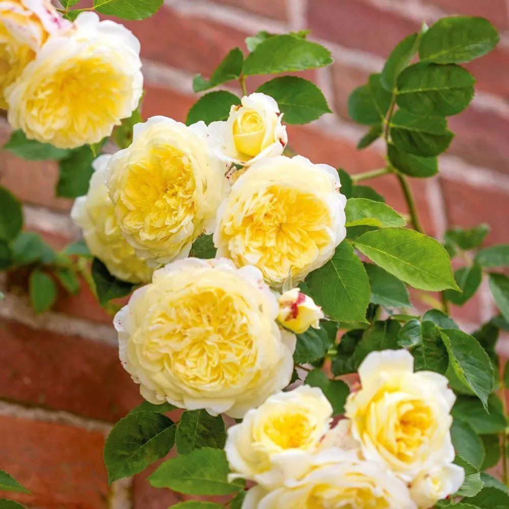 David Austin 'The Pilgrim' Soft Yellow English Climbing Rose Plant 6Ltr Pot