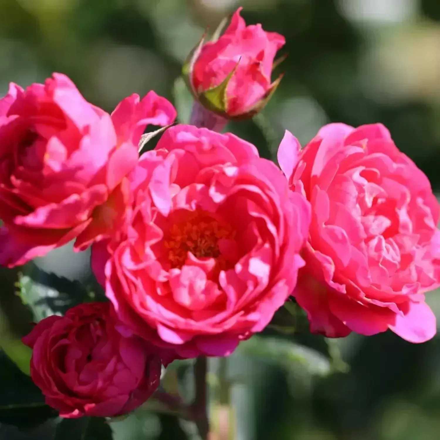 Whartons 'Starlight Express' Climbing Rose Plant 4 Ltr